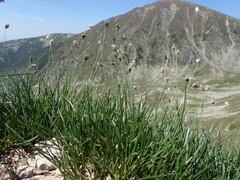 Sesleria bielzii, photograph (c) Milan Chytrý, some rights reserved (CC BY)