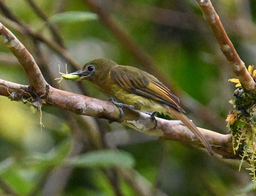 Fulvous-breasted Flatbill (Rhynchocyclus fulvipectus), photo 3