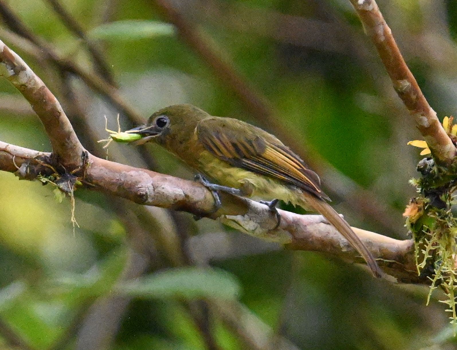 Fulvous-breasted Flatbill (Rhynchocyclus fulvipectus), photo 4