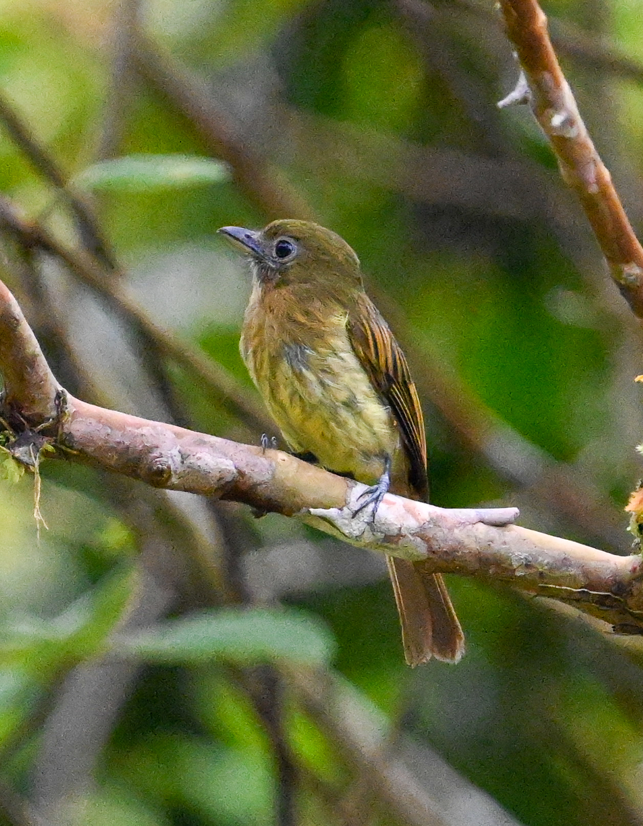 Fulvous-breasted Flatbill (Rhynchocyclus fulvipectus), photo 5
