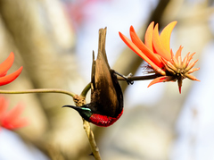 Chalcomitra senegalensis gutturalis