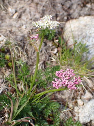 Mutellina adonidifolia, photograph 6