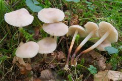 Marasmius wynneae