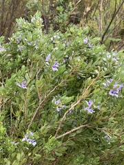 Psoralea obliqua