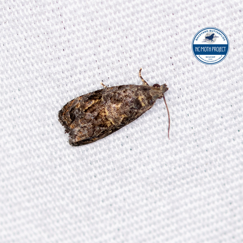 Verbena Bud Moth photo 4