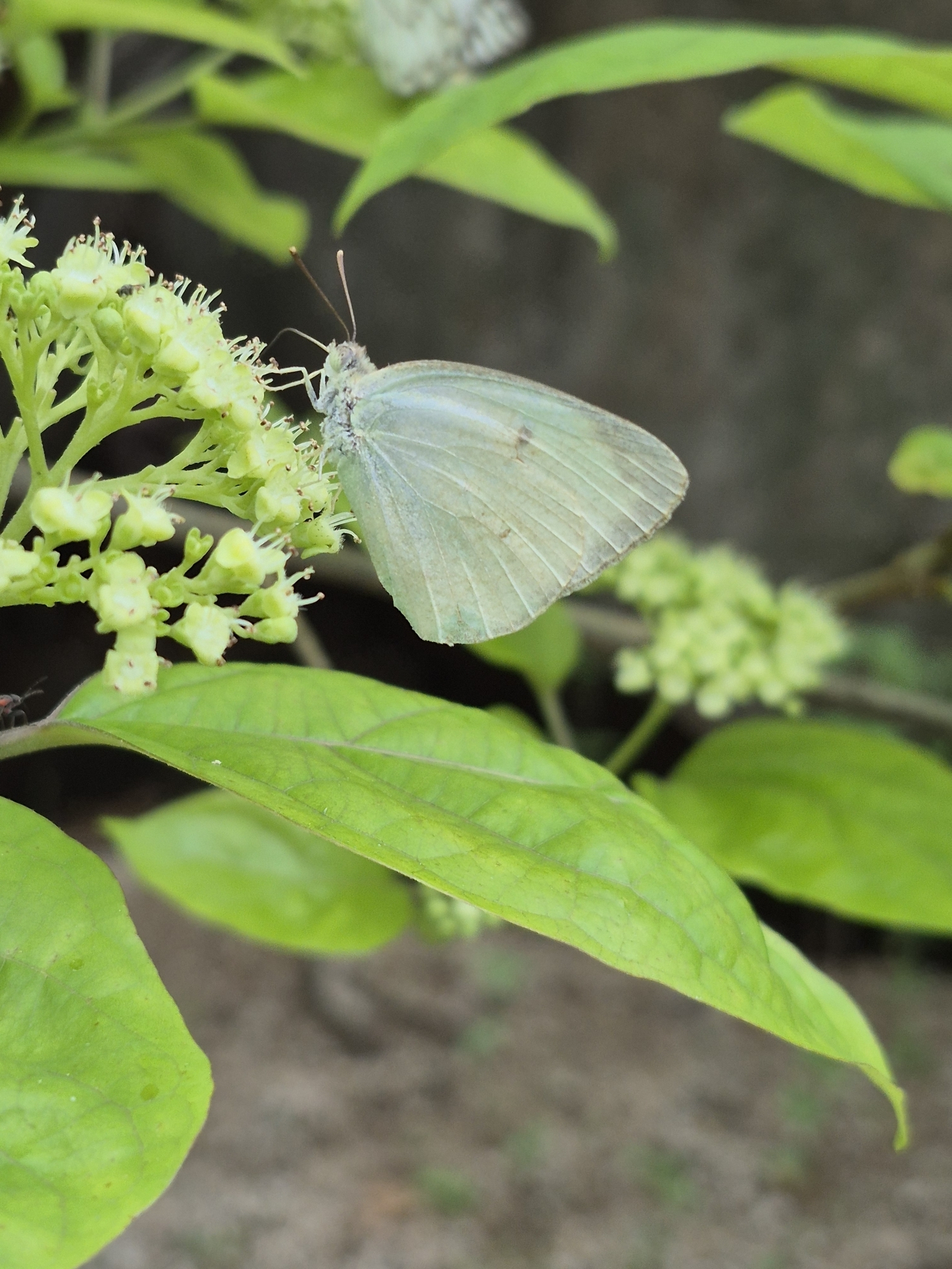Mottled Emigrant
