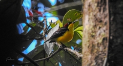 Elegant Sunbird photo 5