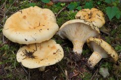 Lactarius intermedius
