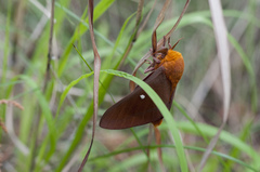 Anisota oslari
