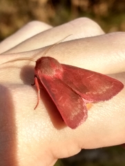 Psectraglaea carnosa