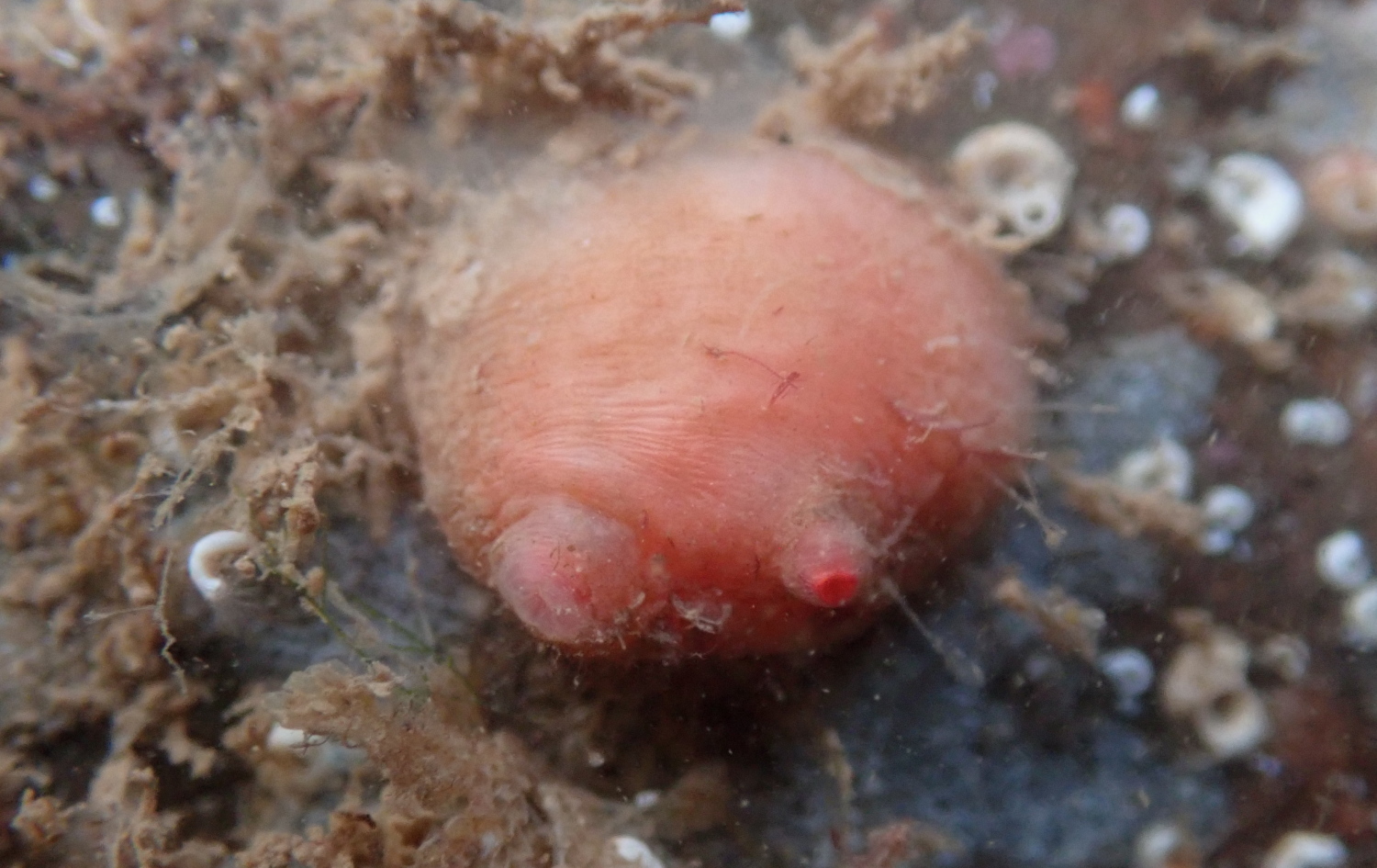Blood Drop Sea Squirt photo 2