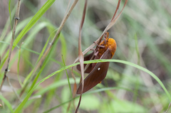 Anisota oslari