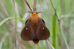 Anisota oslari