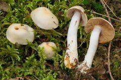 Cortinarius lustratus
