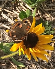Junonia coenia
