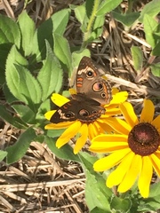 Junonia coenia