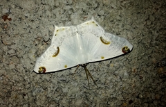 Sericoptera mahometaria