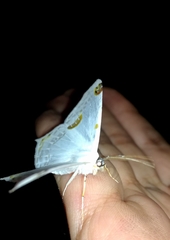 Sericoptera mahometaria