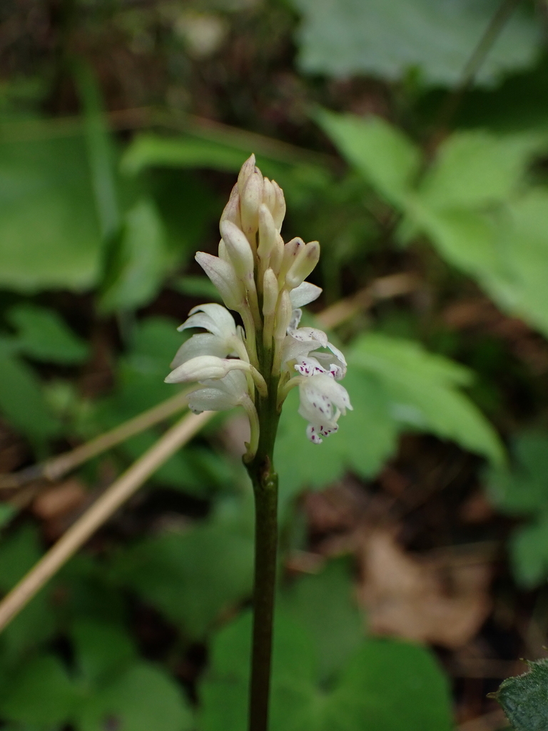 Oreorchis micrantha