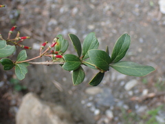 Patricia Rose, CC BY, iNaturalist via GBIF Berberis koehneana, photograph Patricia Rose, CC BY, iNaturalist via GBIF