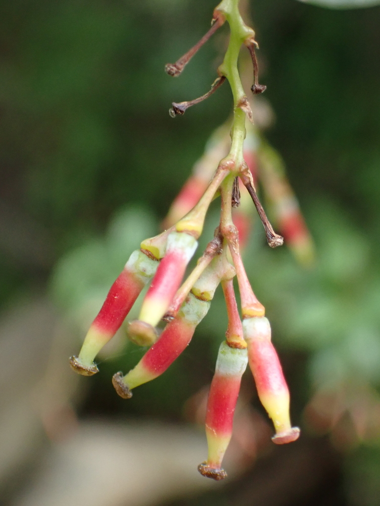 Berberis koehneana; photograph Patricia Rose, CC BY, iNaturalist via GBIF