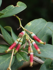 Patricia Rose, CC BY, iNaturalist via GBIF Berberis koehneana, photograph Patricia Rose, CC BY, iNaturalist via GBIF
