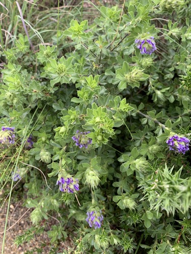 Psoralea fruticans, photograph 6