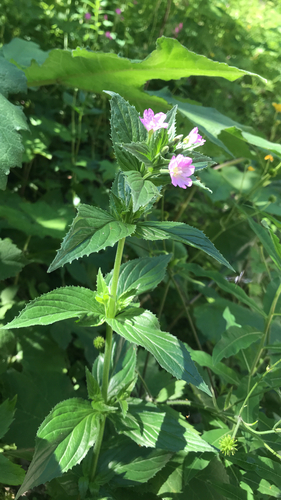 Epilobium alpestre, photograph 6