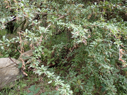Berberis koehneana, photograph 3