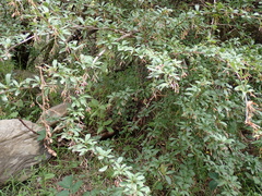 Patricia Rose, CC BY, iNaturalist via GBIF Berberis koehneana, photograph Patricia Rose, CC BY, iNaturalist via GBIF
