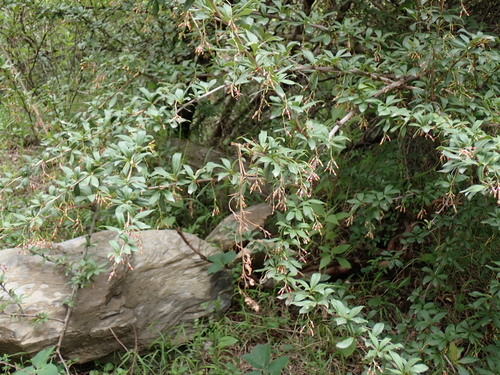 Berberis koehneana, photograph 4