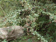 Berberis koehneana, photograph Patricia Rose, CC BY, iNaturalist via GBIF