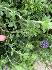 Psoralea fruticans