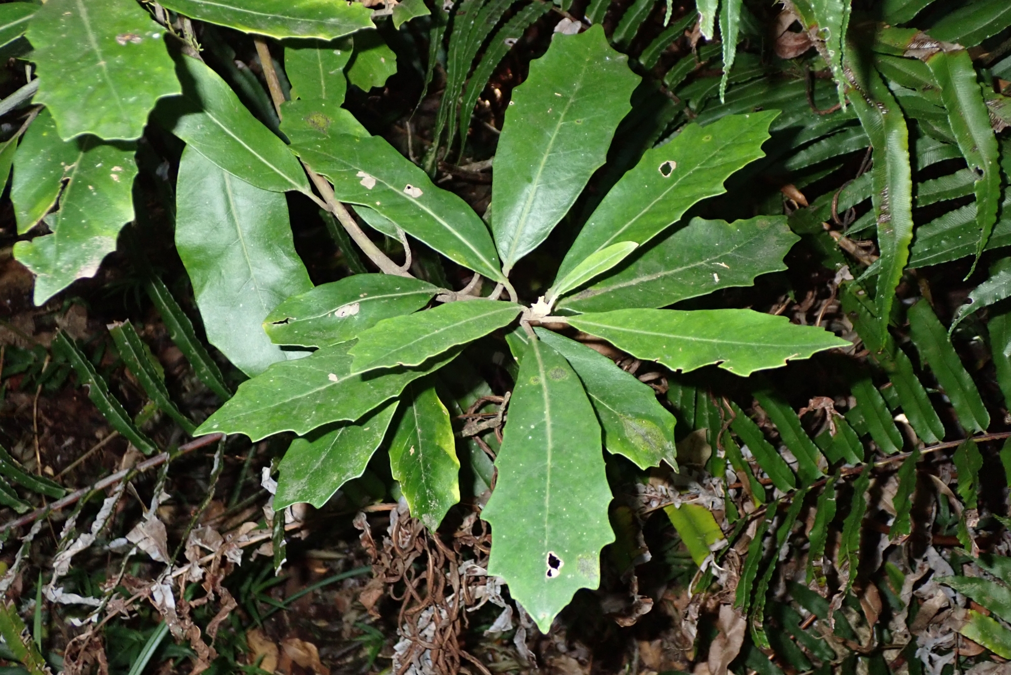 Chatter-Brake (Brachylaena glabra)