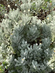 Euryops pectinatus pectinatus