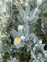 Euryops pectinatus pectinatus