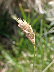 Sesleria bielzii