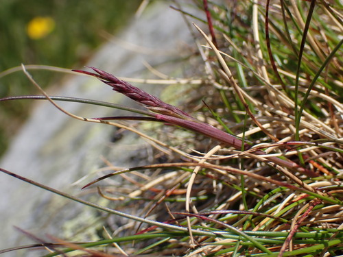 Festuca airoides, photograph 1