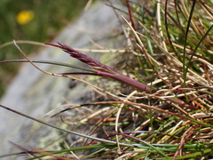 Festuca airoides, photograph (c) Milan Chytrý, some rights reserved (CC BY)