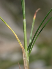Festuca airoides, photograph (c) Milan Chytrý, some rights reserved (CC BY)