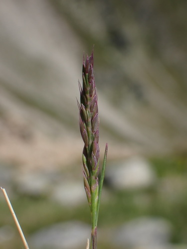 Festuca airoides, photograph 2
