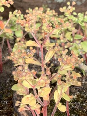 Crassula strigosa