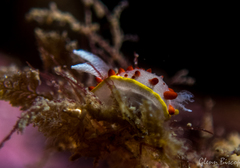 Diaphorodoris papillata