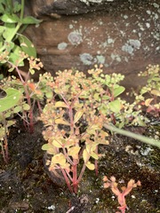 Crassula strigosa