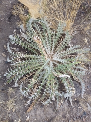 Cirsium cymosum