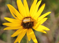 Nemognatha punctulata