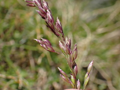 Bellardiochloa variegata