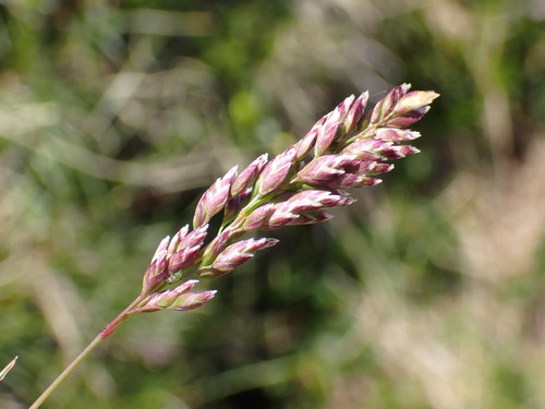 Bellardiochloa variegata, photograph 1