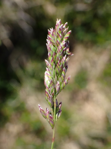 Bellardiochloa variegata, photograph 2