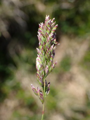 Bellardiochloa variegata, photograph Milan Chytrý, CC BY, iNaturalist via GBIF